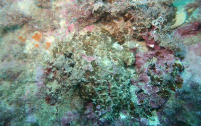 El 78% de los corales en el litoral alicantino se muestra afectado por el cambio climático