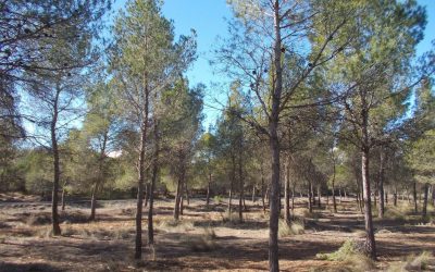 La Diputación de Alicante invierte 40.000 euros en la mejora y ordenación forestal del monte El Plano de Sax