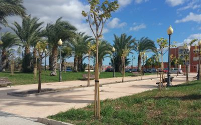 La Diputación de Alicante invierte 45.500 euros en las obras de mejora del arbolado de Cox