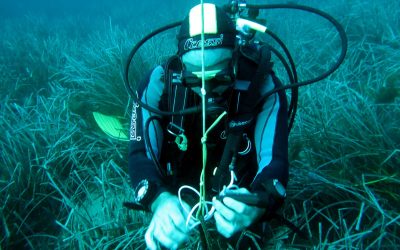 El Instituto de Ecología Litoral inicia un estudio para conocer los efectos del cambio climático en los arrecifes de la región Levantino-Balear